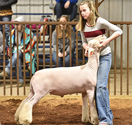 Christensen Club Lambs Winners