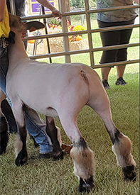 Christensen Club Lambs Winners