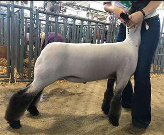 Christensen Club Lambs Winners