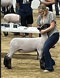 Christensen Club Lambs Winners