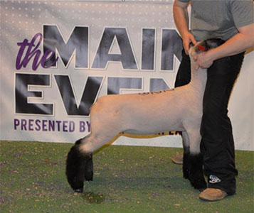 Christensen Club Lambs Winners