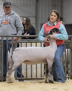 Christensen Club Lambs Winners