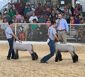Christensen Club Lambs Winners