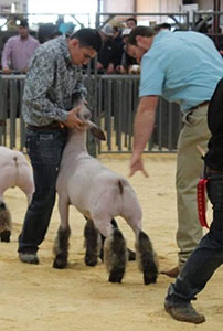 Christensen Club Lambs Winners